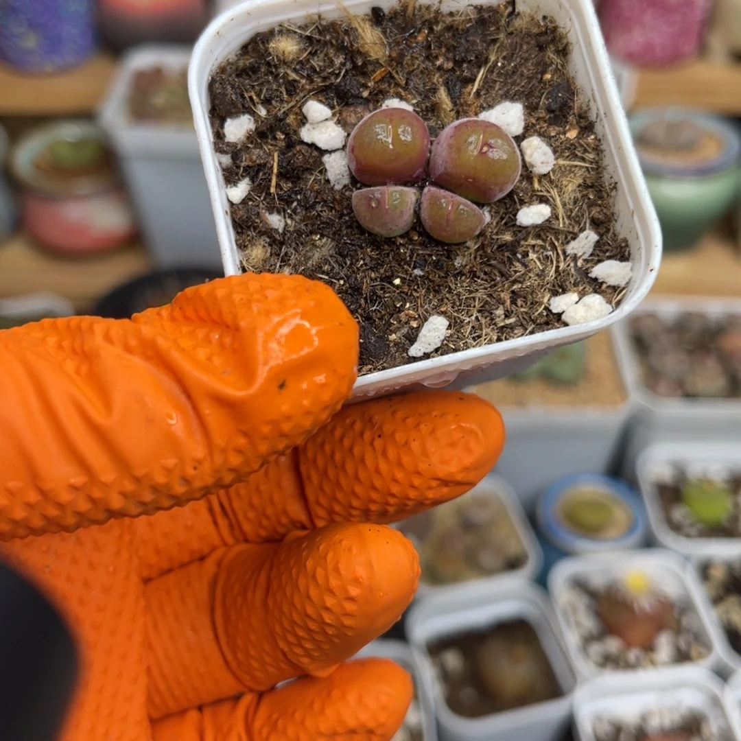 多肉植物一物一拍92