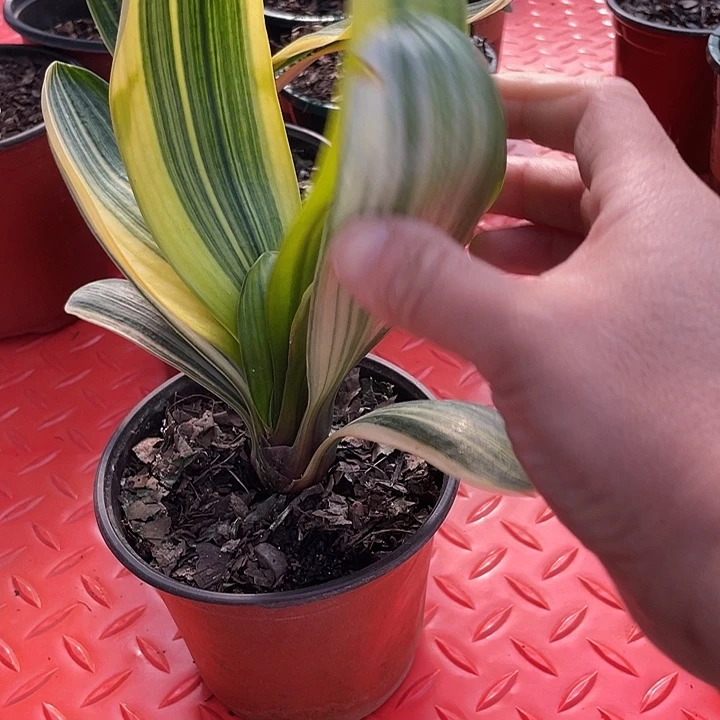 跃*君子兰四季开花吸释甲醛