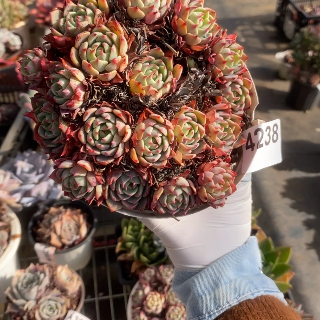 4238娜娜小勾一物一拍