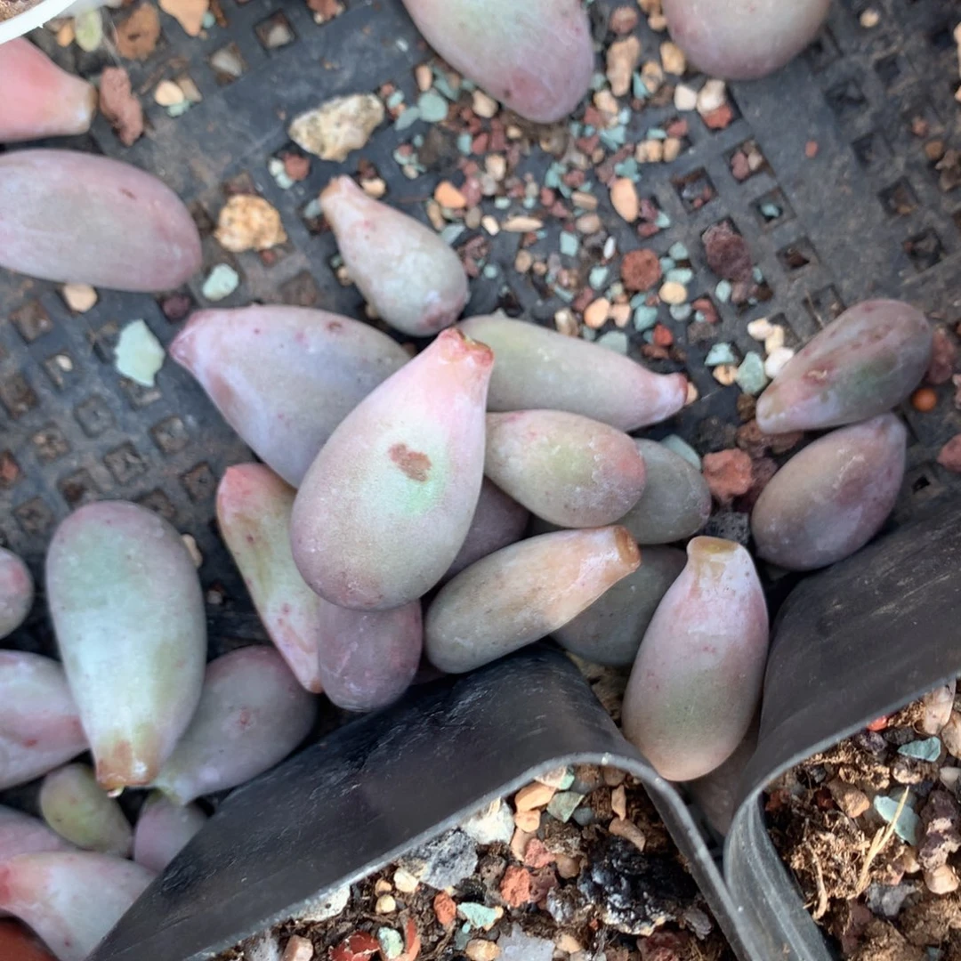 ***?米可奶5片韩国叶片