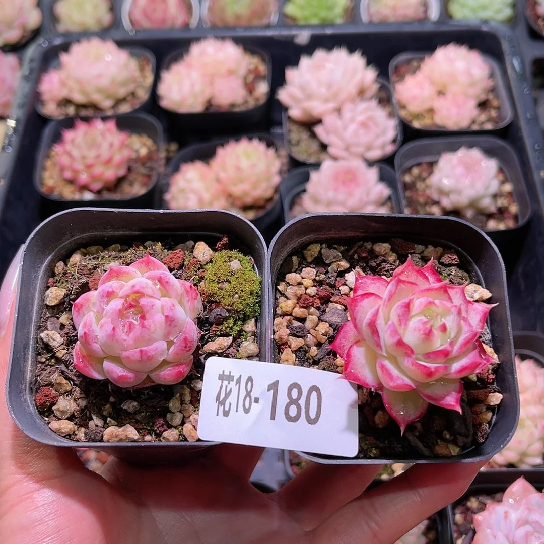 花利美18-180海棠花➕女王