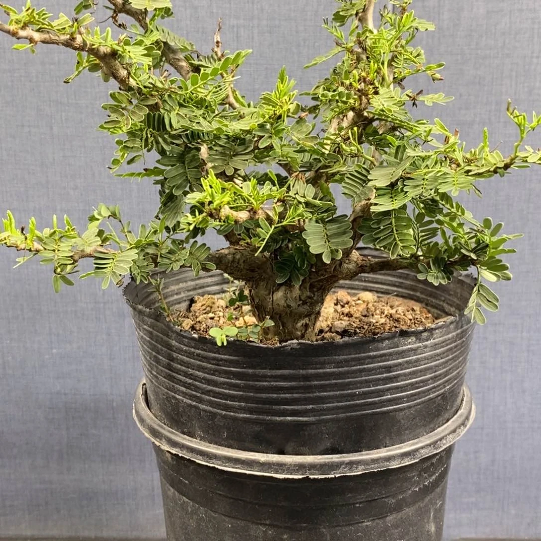 沙漠苏木实生块根
