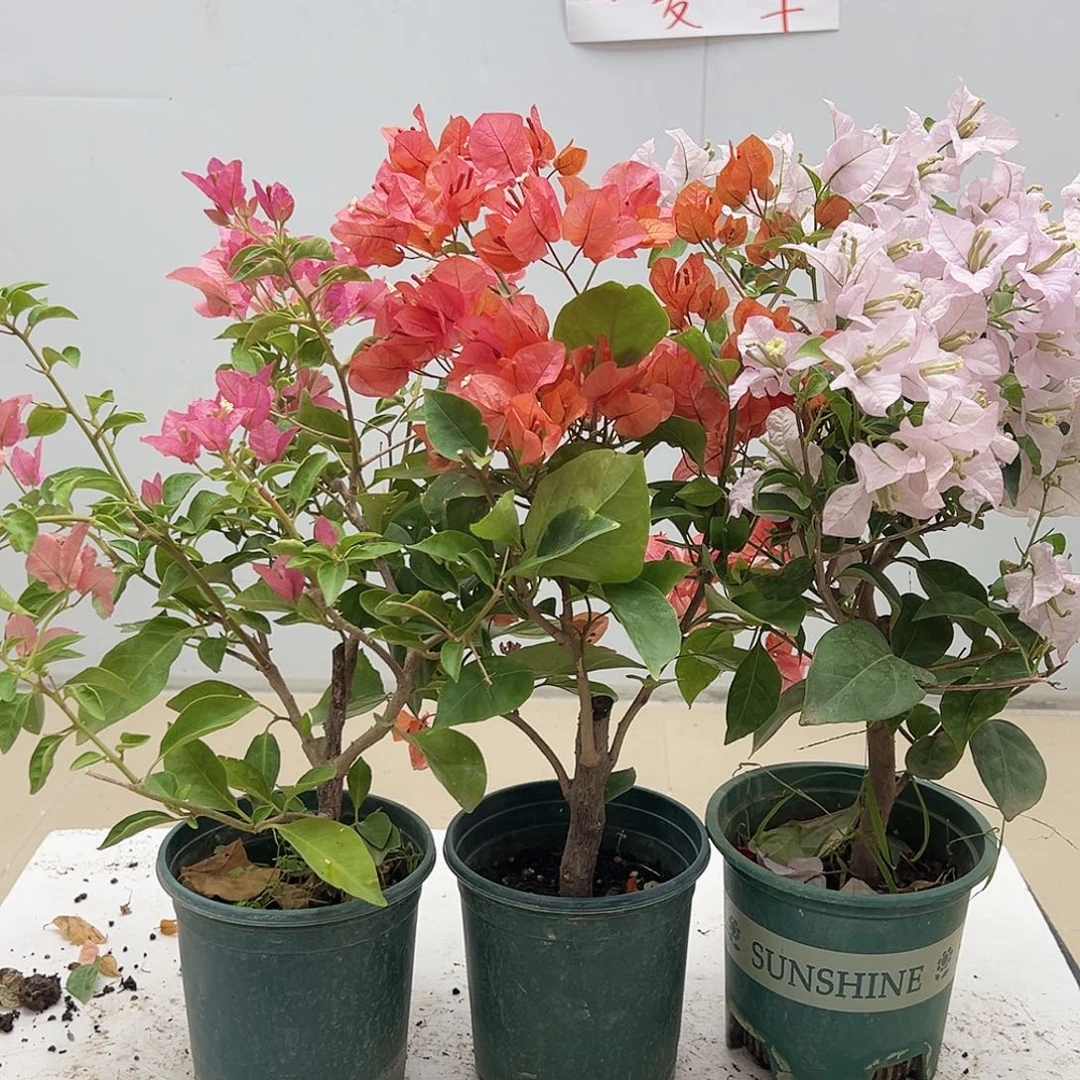 大部分花苞少量开放卡亚塔，波妹，苹果花组合
