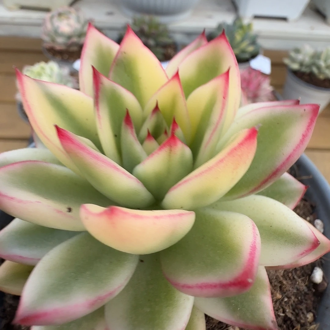 啊斯娜锦1111219-14