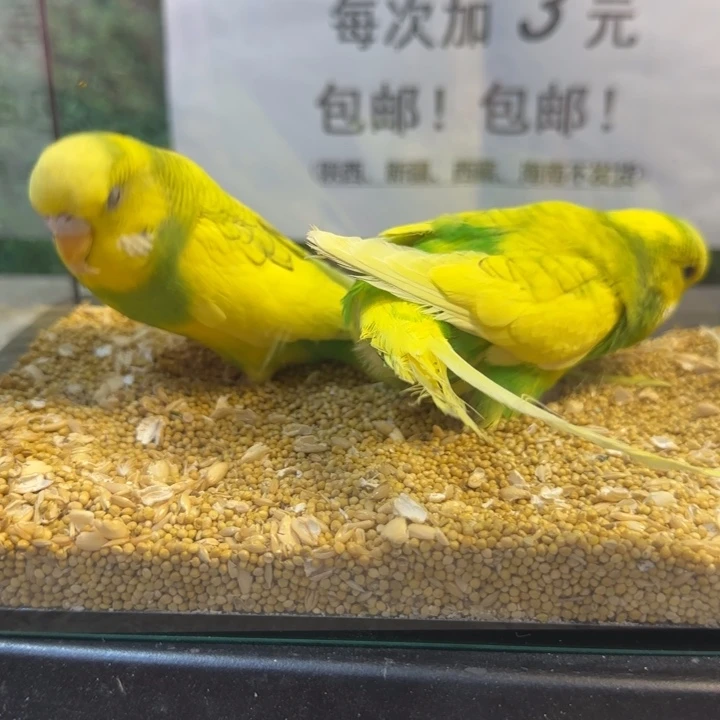 虎皮鹦鹉大头虎皮鹦鹉