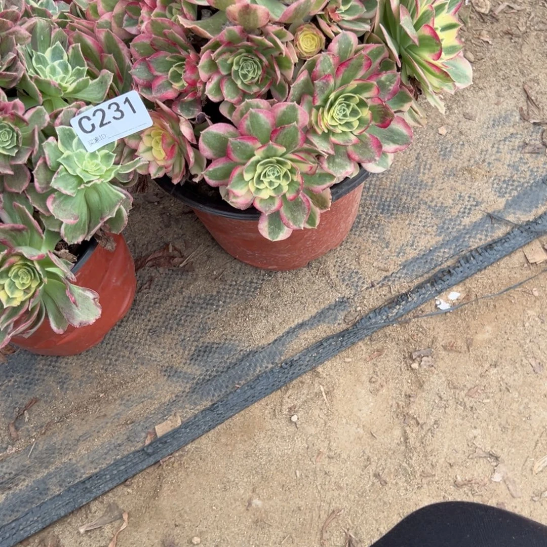 人***。231两颗组合多肉植物