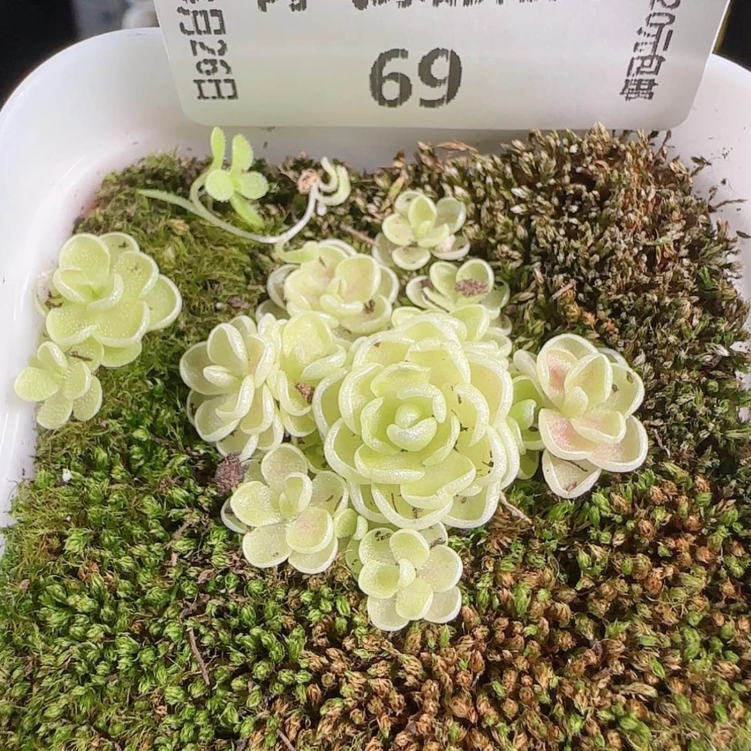 0826---69爱丽丝，