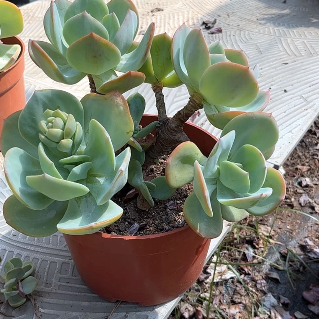 【闪购商品】无花朵桃**姐