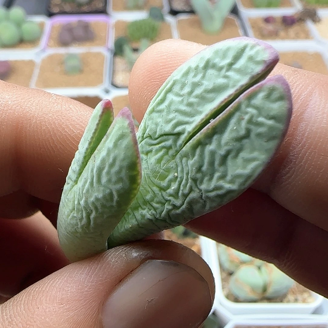 开播福利来啦41546