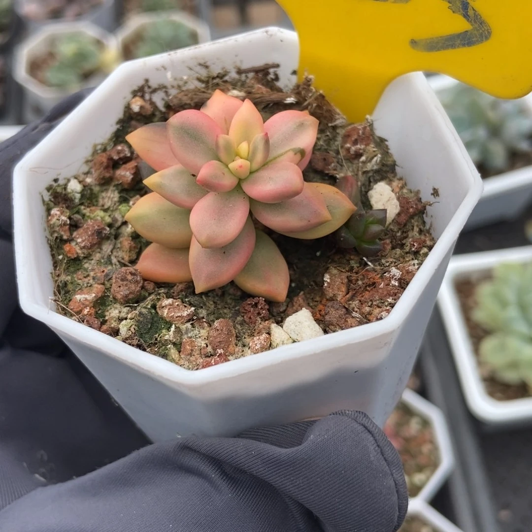 725黑美人锦多肉植物保护