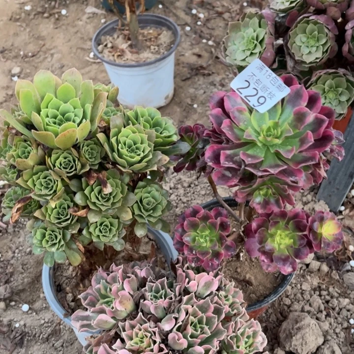 229美杜莎➕绿玫瑰➕白凤1