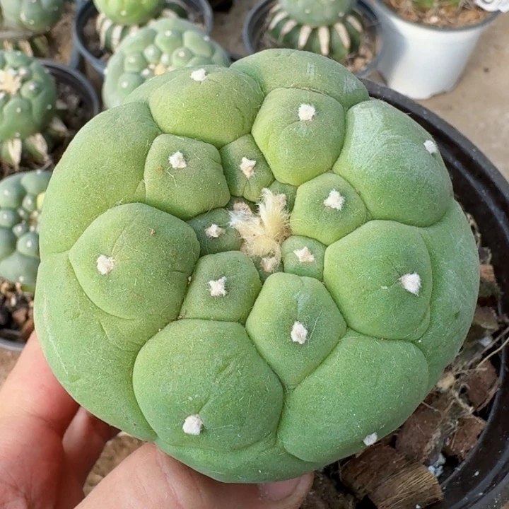 福利苗接大尤830