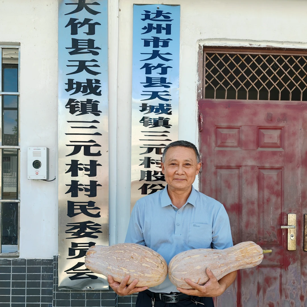 竹邮助农天城镇本地生长蜜本南瓜