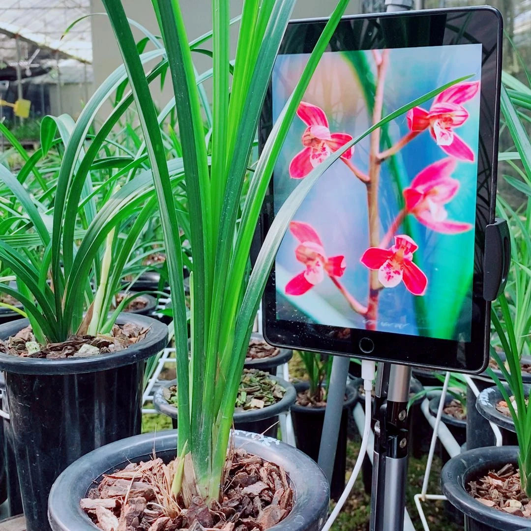 当前无花栽培后可以开花