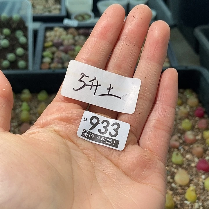 ?****巧大舅生石花肉锥多肉933