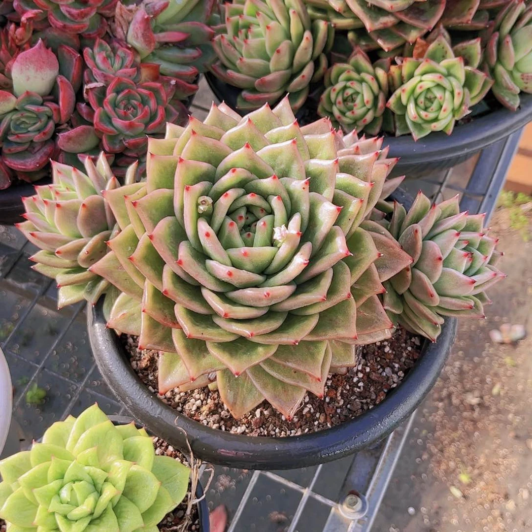 凸起24公分99099999