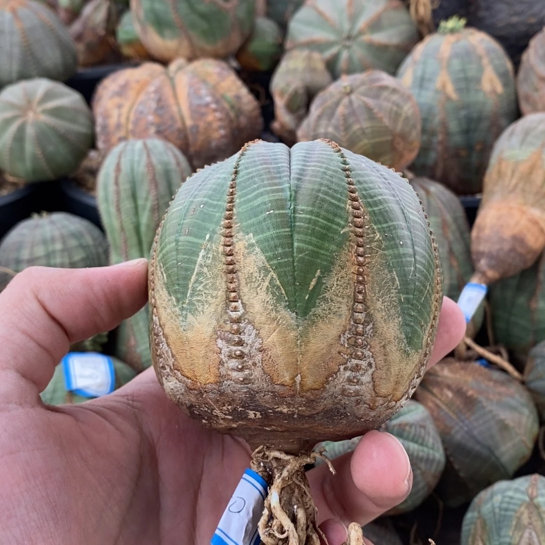 21 欧系实生布纹球多肉植物