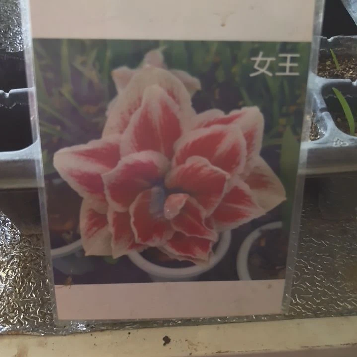 当前无花栽培后可以开花女王花苗