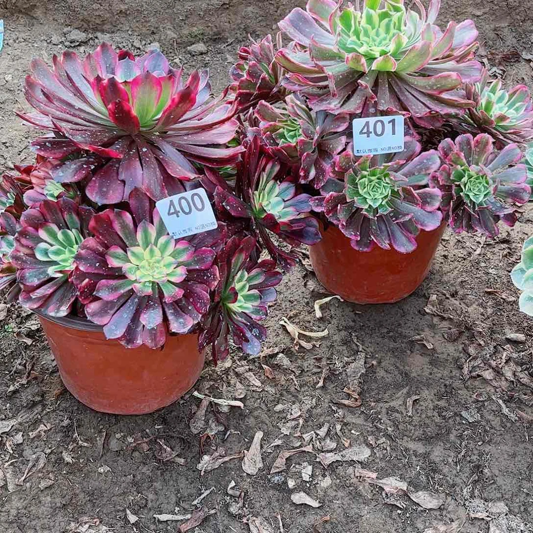 无花朵多肉植物组合400