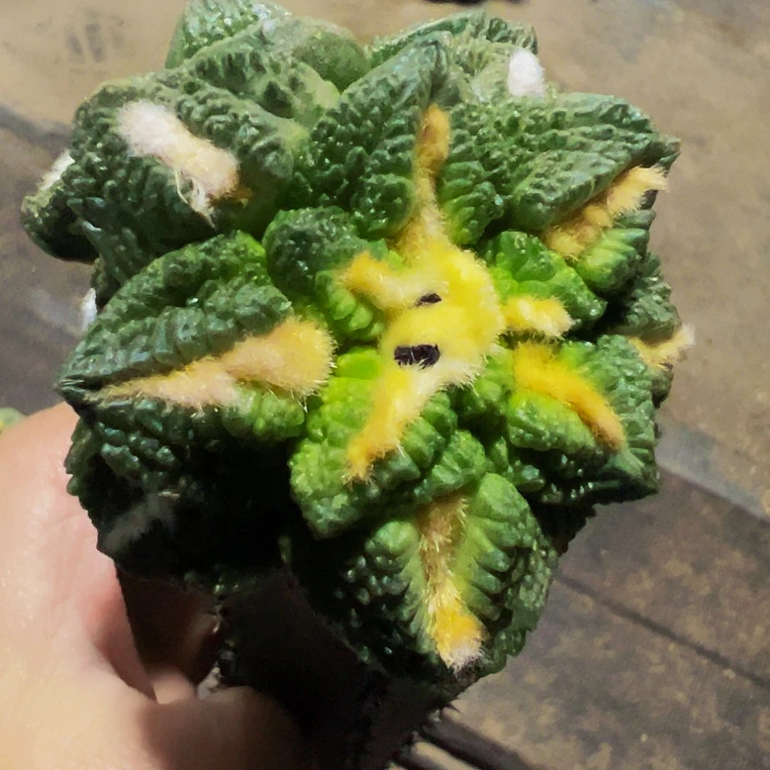 无花朵福利双头大尤龟甲牡丹839