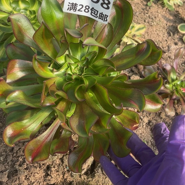 2098三号棚巫毒中班