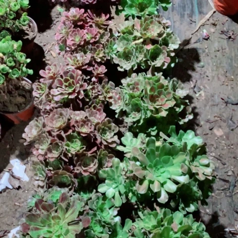 善***意十棵多肉植物法师植物130