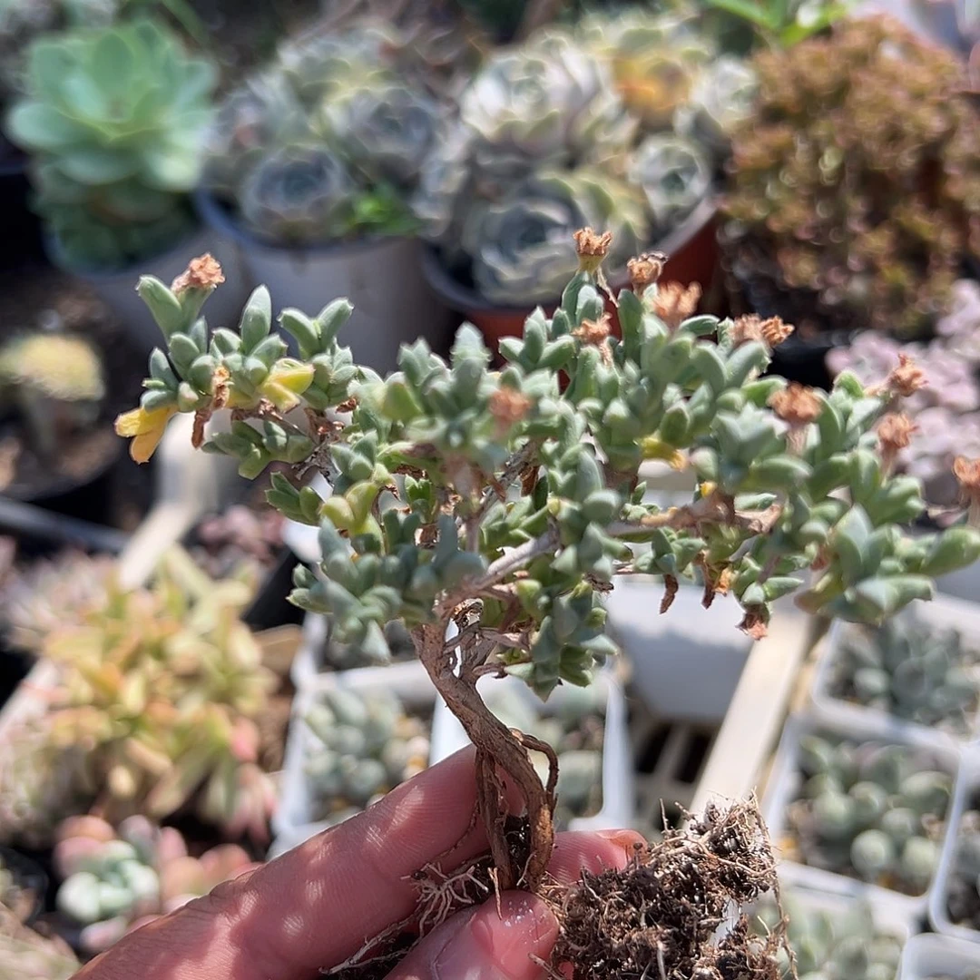 多肉植物多肉植物