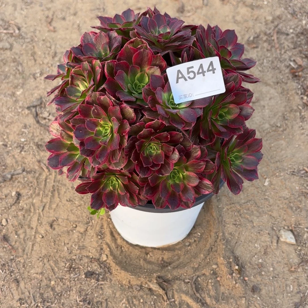 安娜多肉断枝不包544