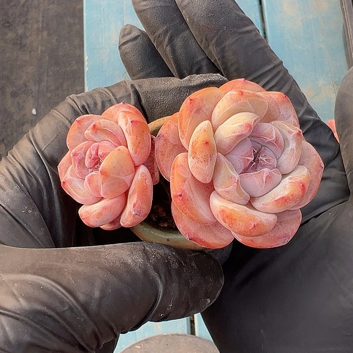 双头星影带盆发的时候