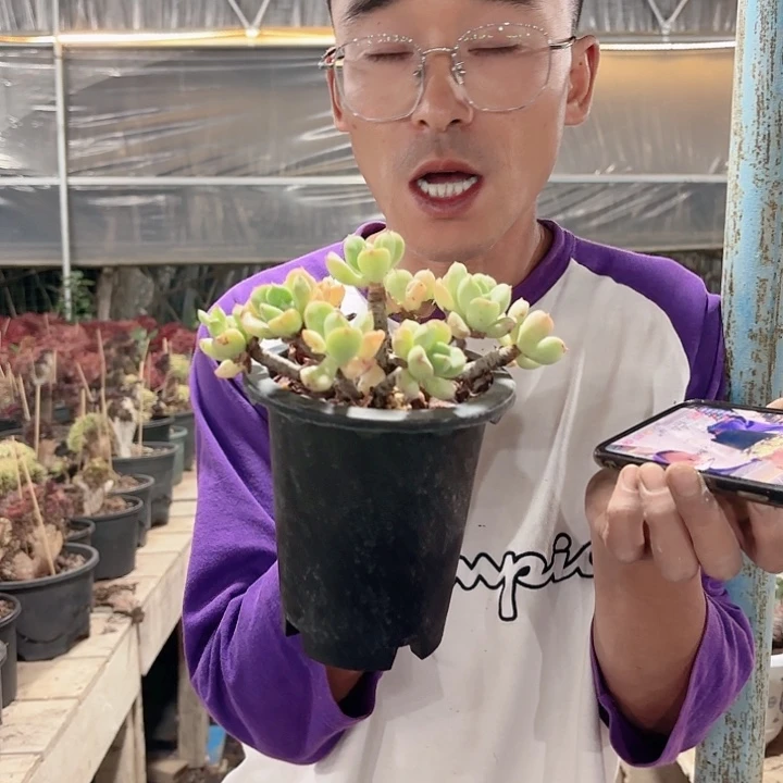 沙糖老桩多肉植物