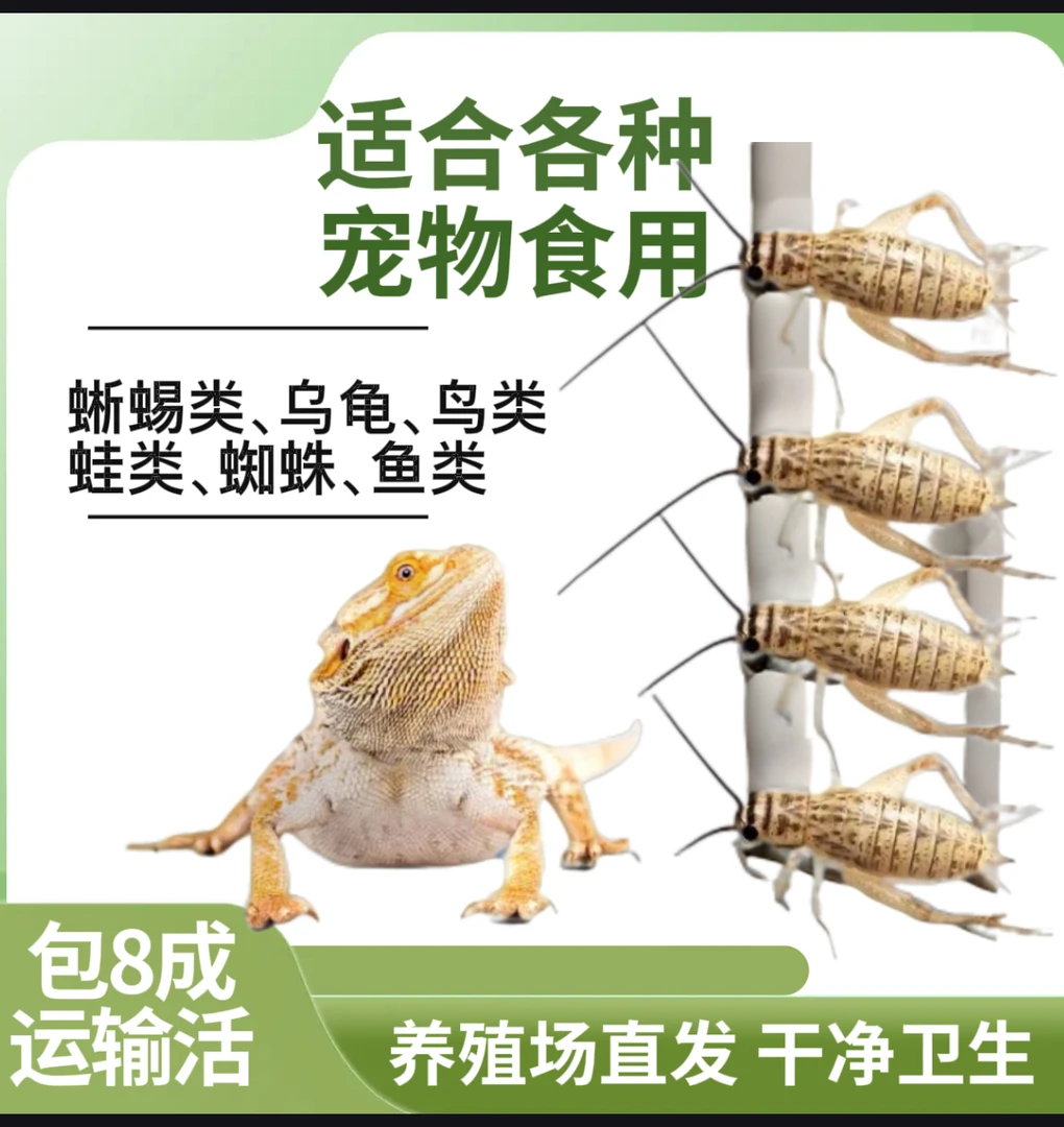 白蟋蟀活体针头蟋蟀活物爬宠蜥蜴树蛙营养食物蚂蜂蚂蚁饲料蟋蟀