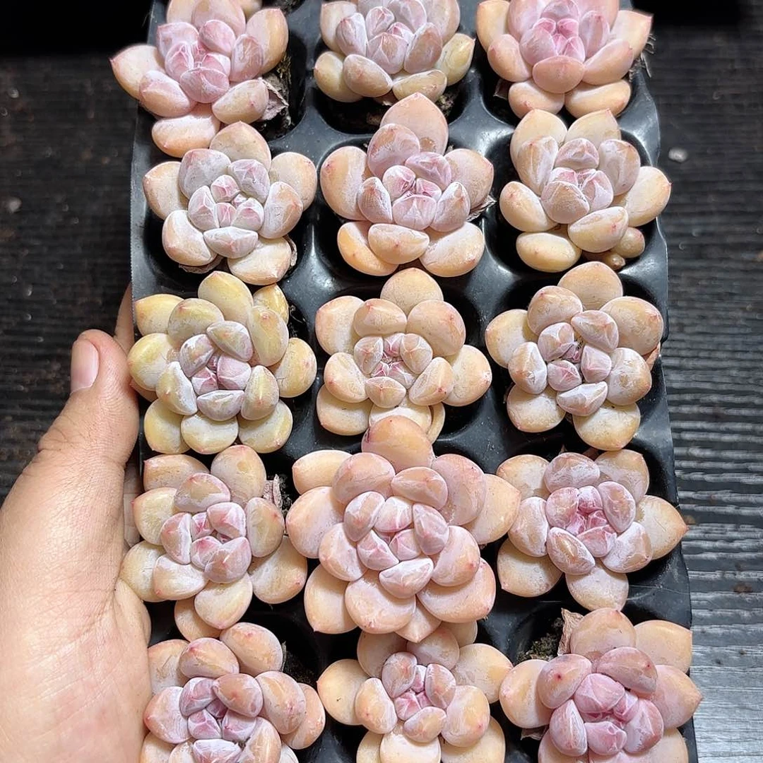 如图品质21颗香橙 新疆西藏内蒙不发货