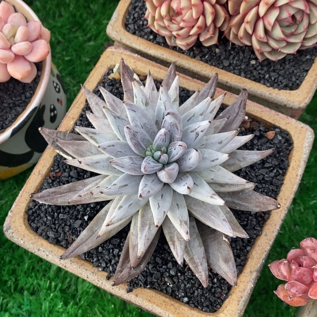 大*大米魔爪多肉植物寄养