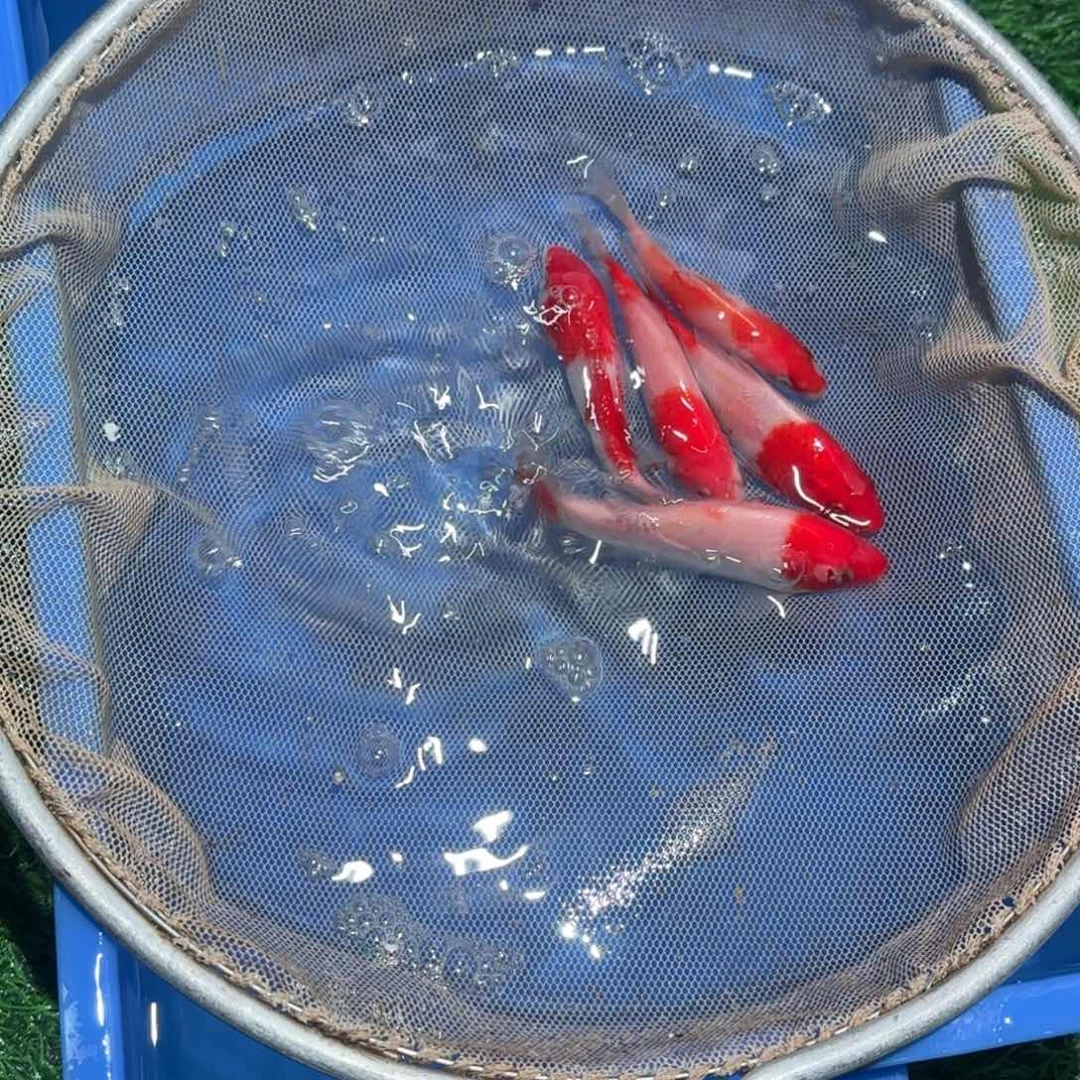 锦鲤锦鲤观赏鱼锦鲤