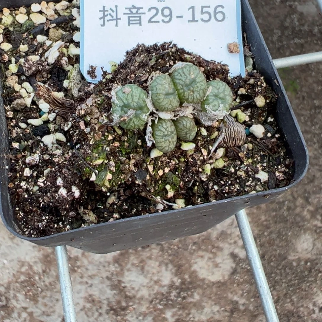 橙***兜29-156肉锥多肉植物，