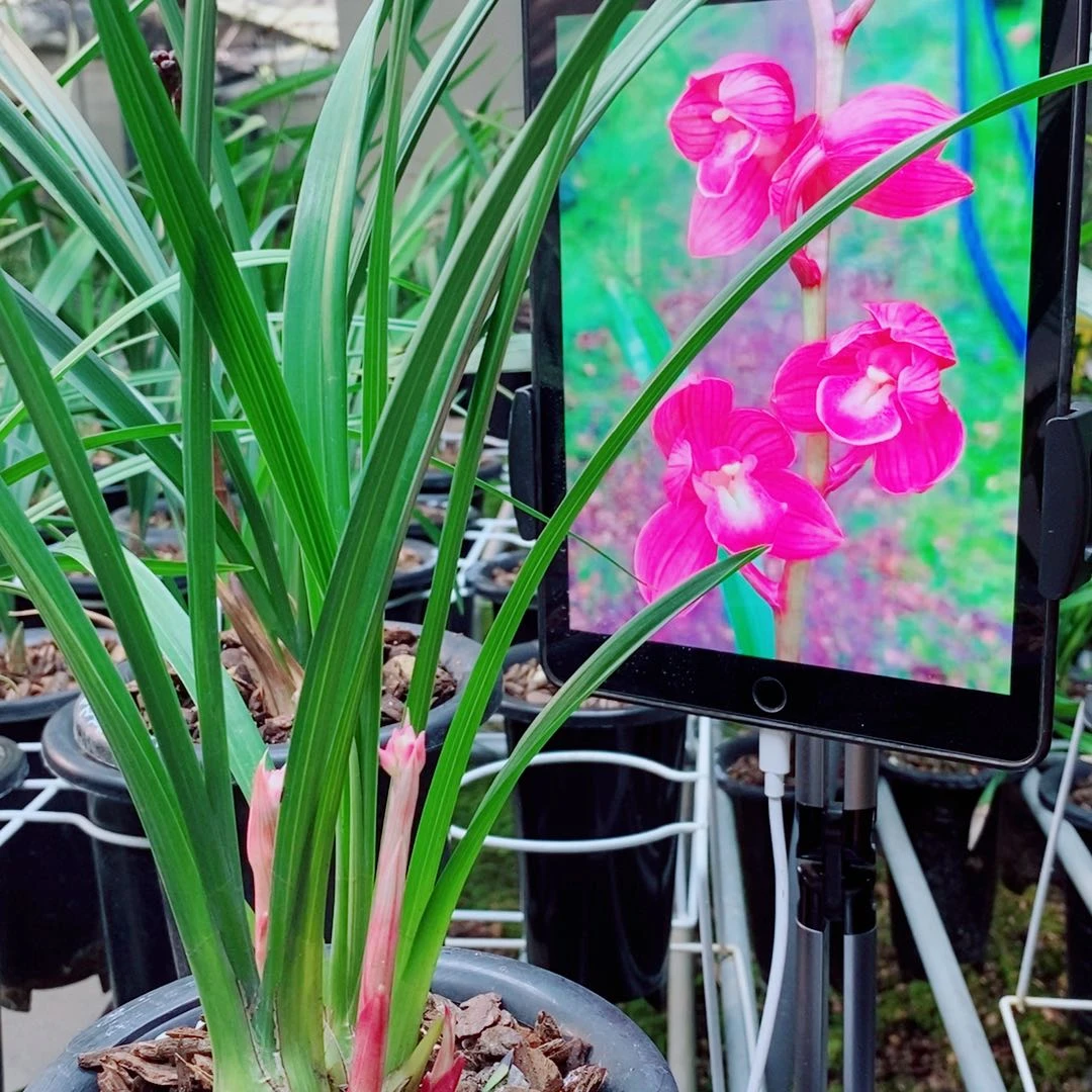 当前无花栽培后可以开花