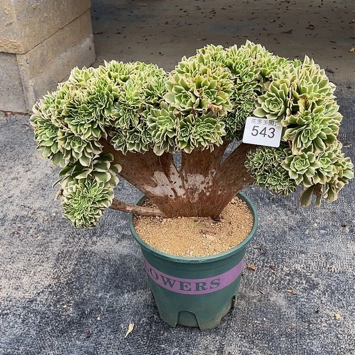 543号绿豆沙法师缀花