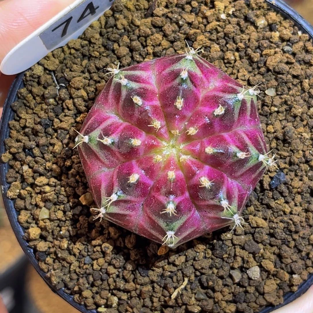 绝绝紫 米哈仙人球