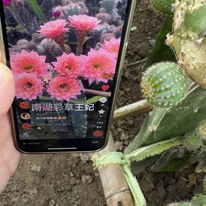 230彩草王妃歪无根侧牙4公分左右