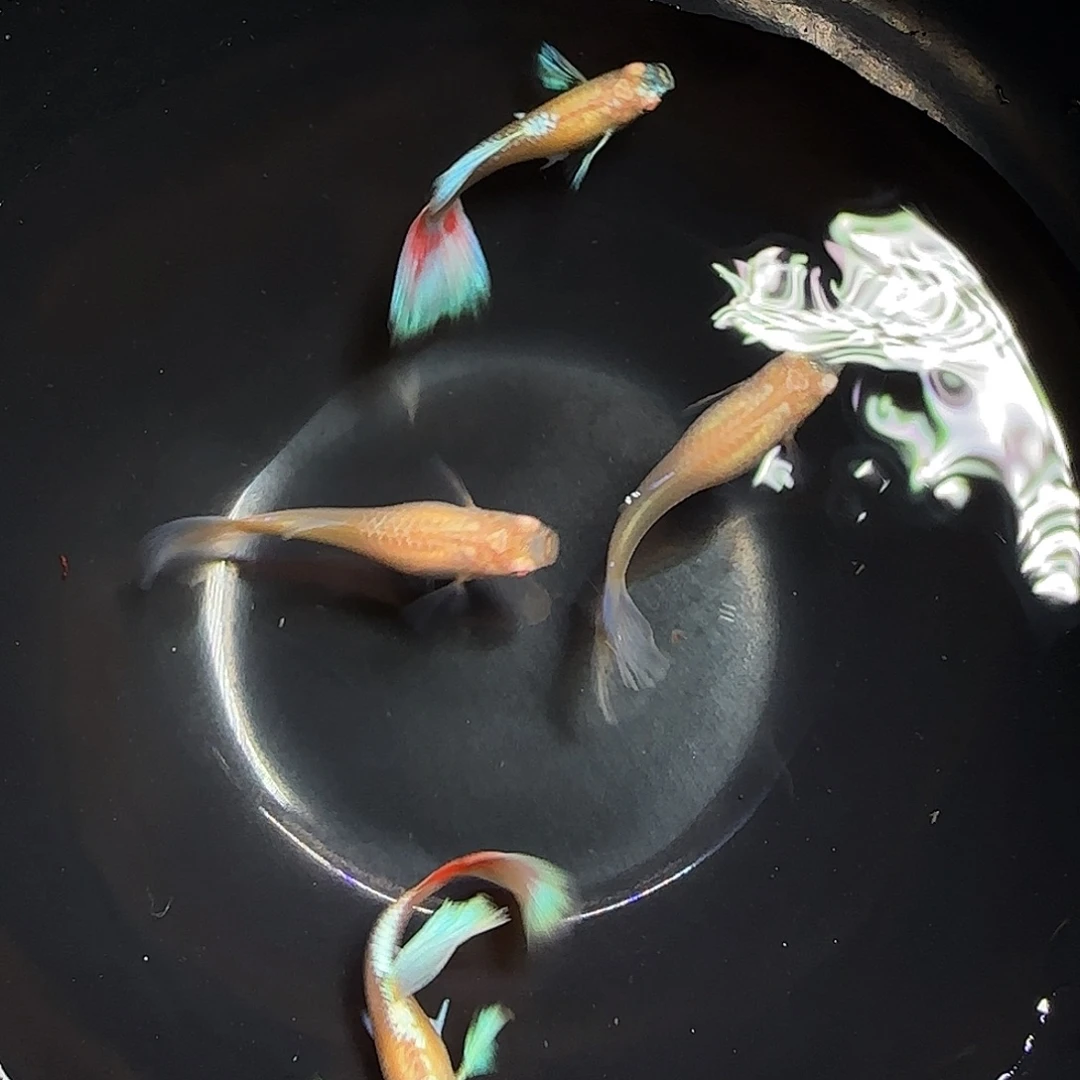 孔雀鱼火烧云飞船两对