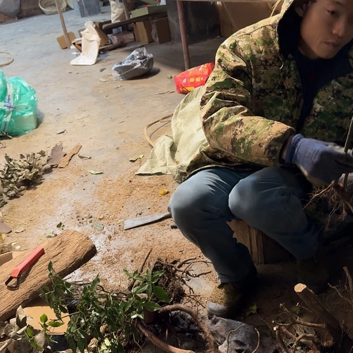 无***丫无花朵野生木姜子2颗