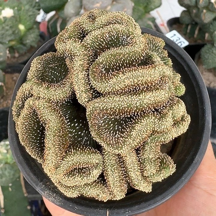 【闪购商品】无花朵薄叶花笼坠