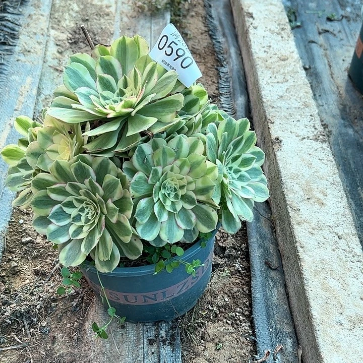 0590玉姿多肉植物