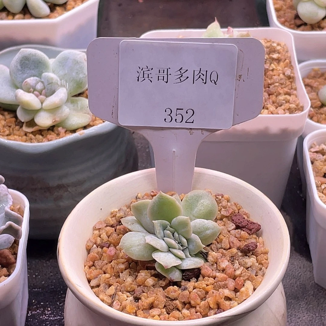 滨哥多肉Q352泡泡纱缀化福利