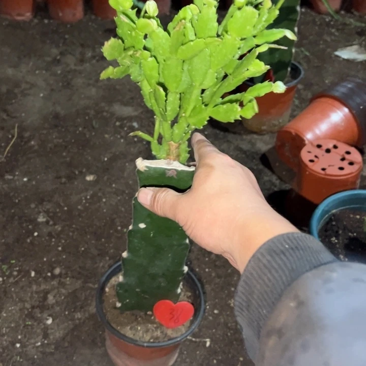 乘***浪当前无花栽培后可以开花双喜38