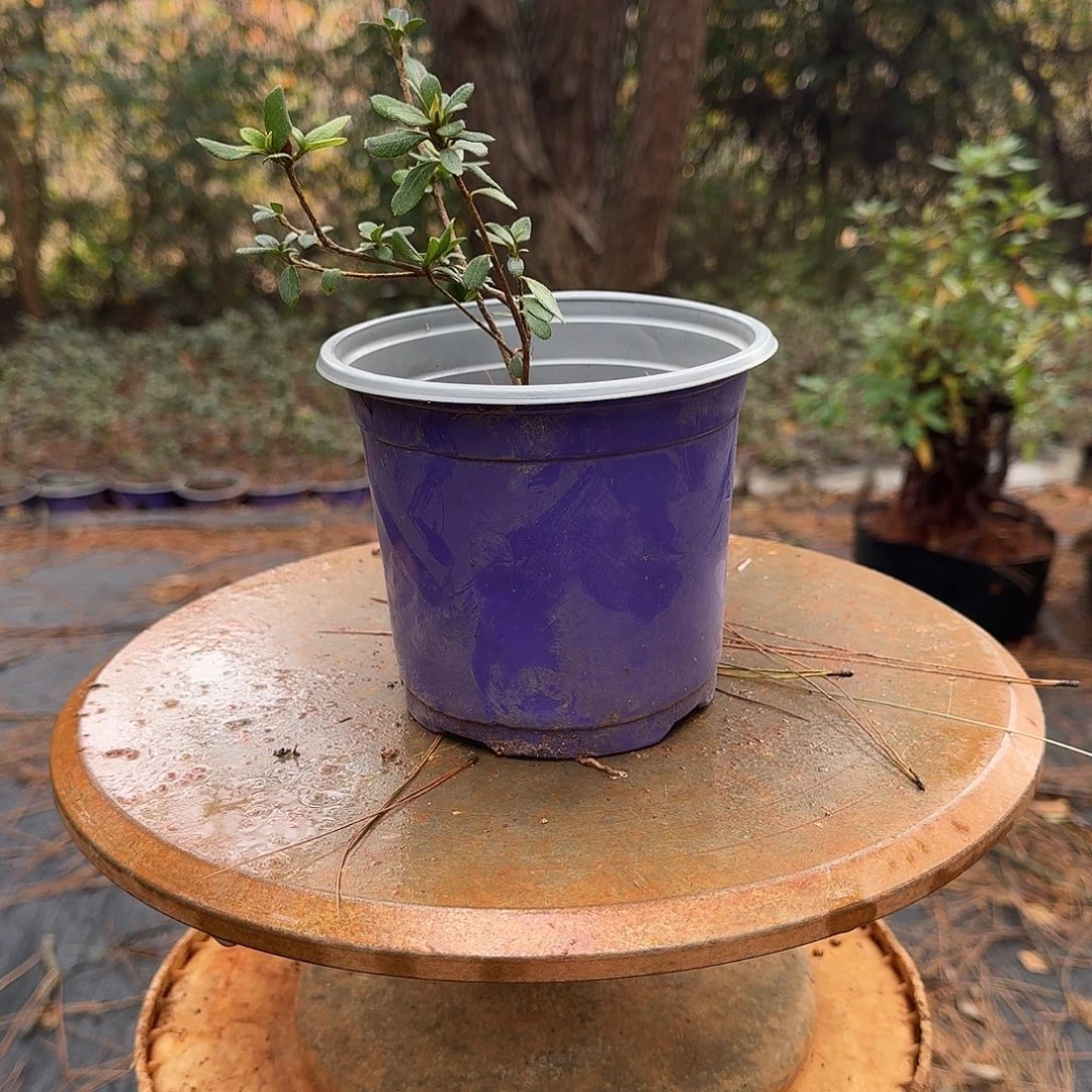 无花朵杜鹃花小苗苗
