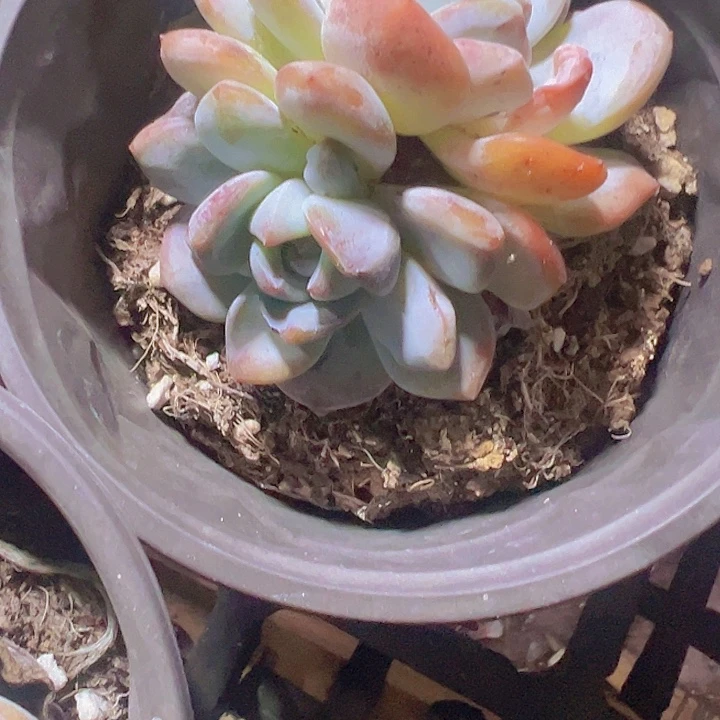 石榴籽心影精品多肉植物