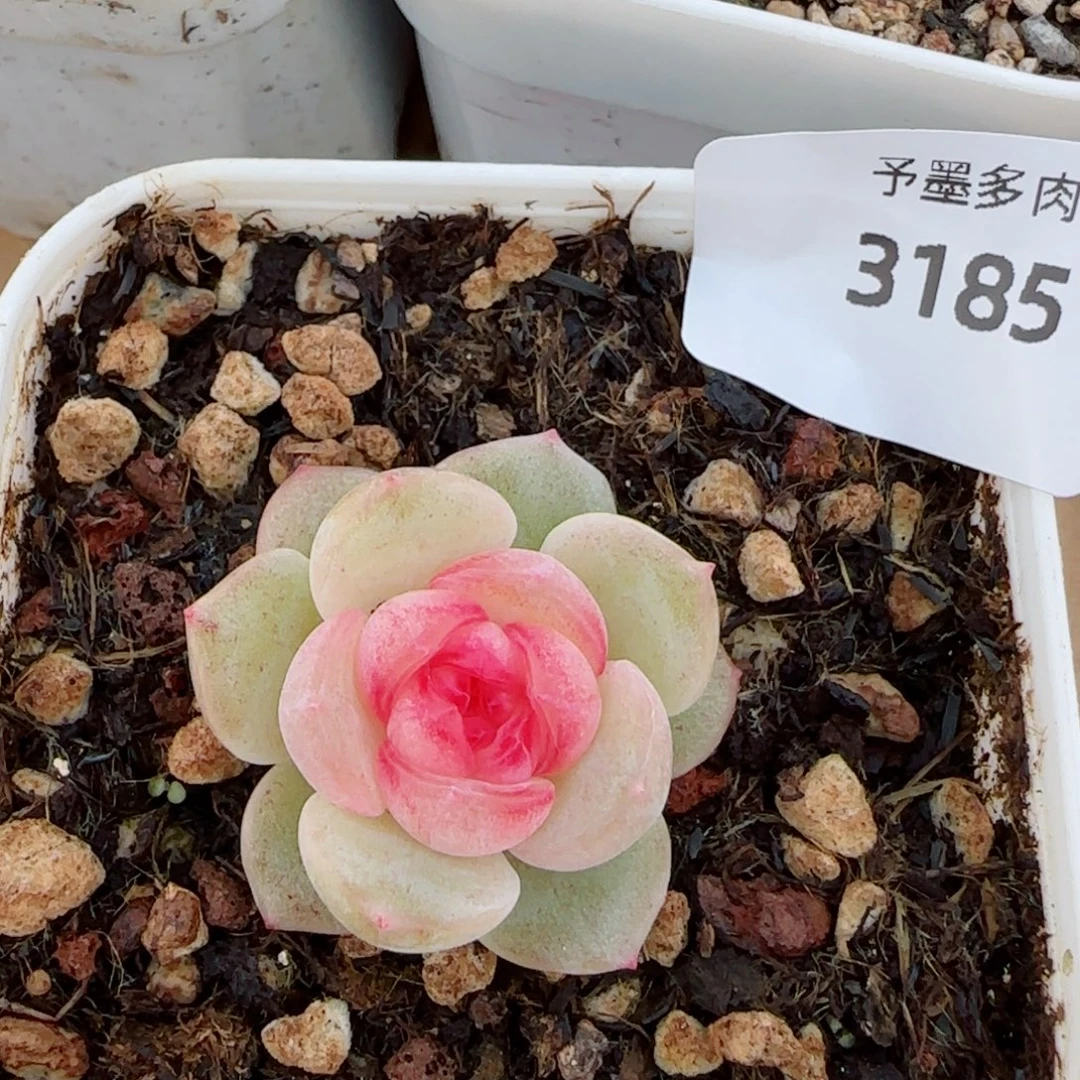 方糖，3185多肉植物