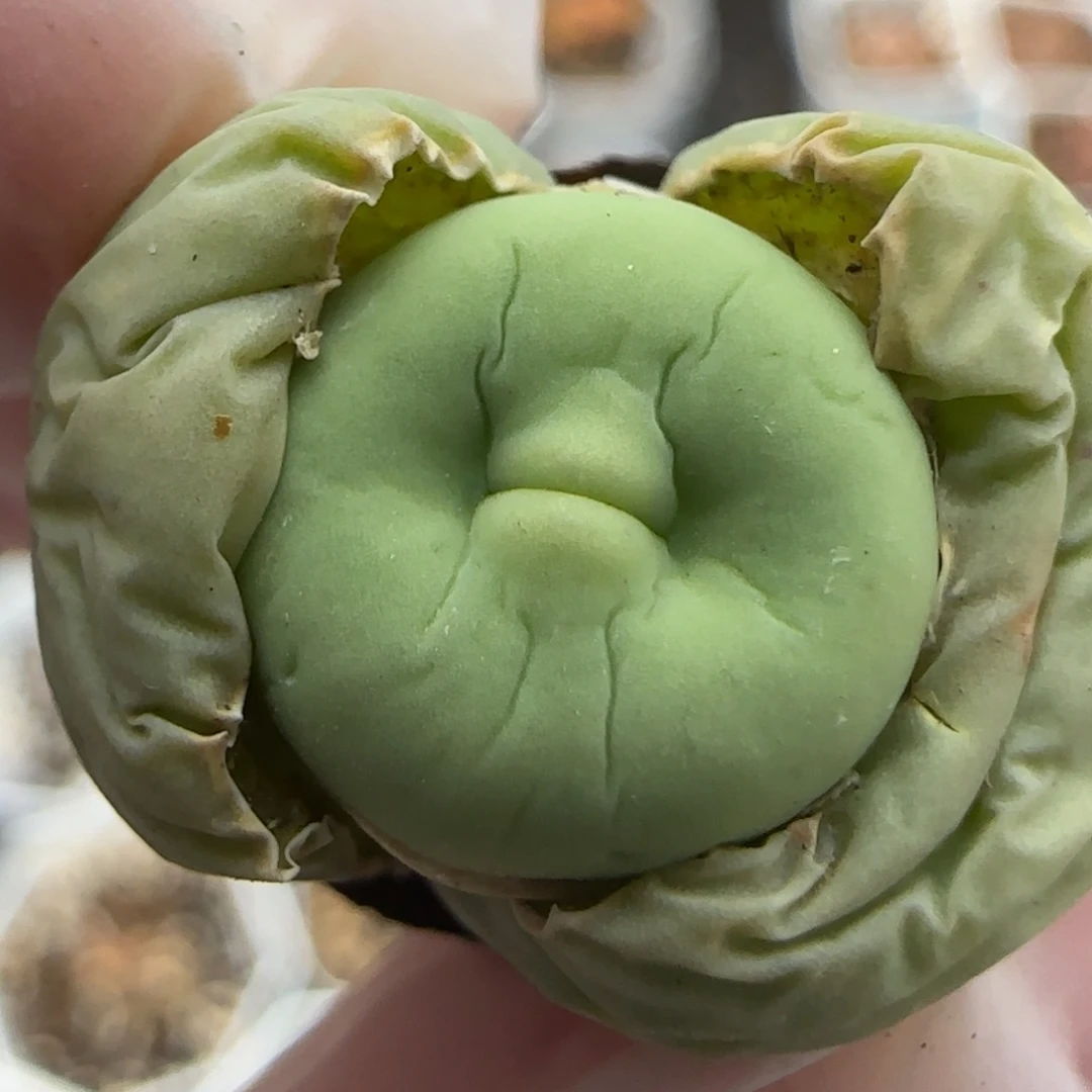 4.17。小红嘴x鸽子蛋。5001