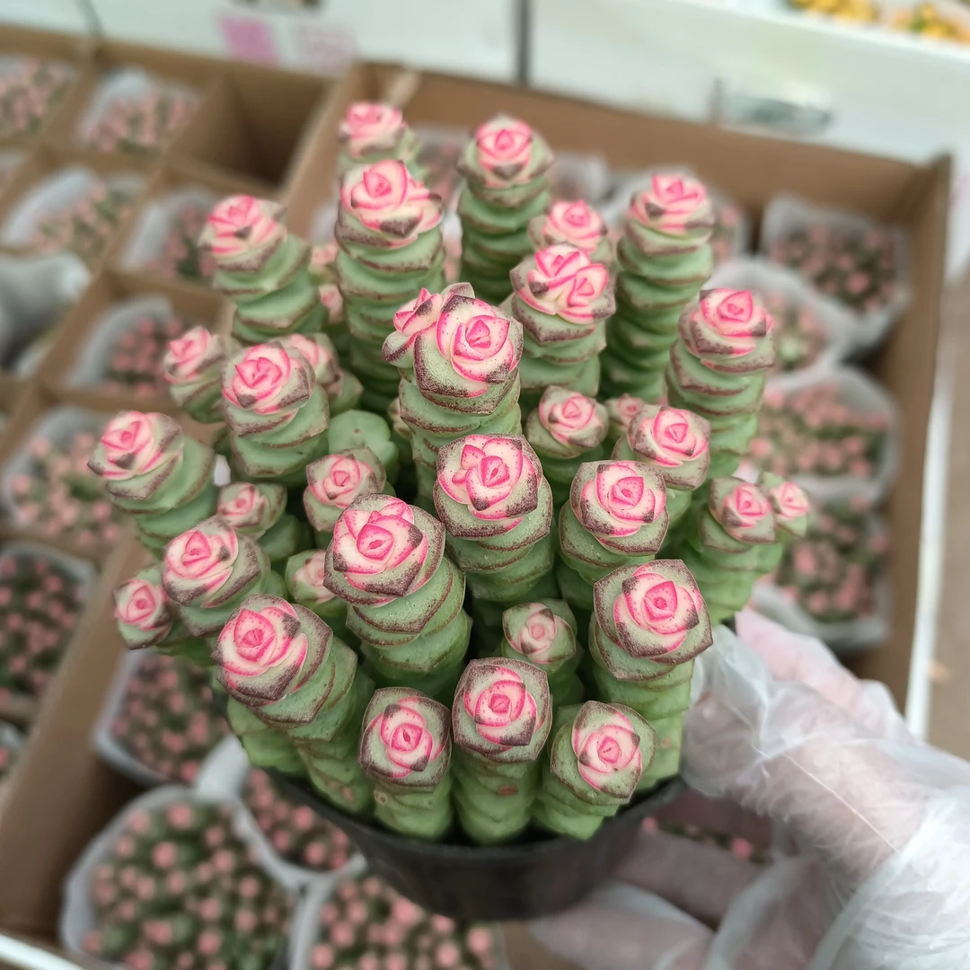 绿植花卉 钱串子锦盆栽